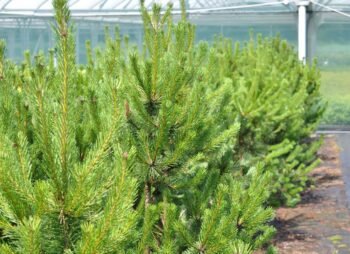 PINUS NIGRA