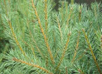 PINUS SYLVESTRIS