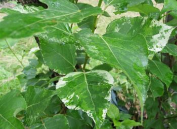 POPULUS JACKII AURORA
