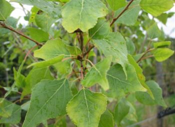 POPULUS NIGRA BETULIFOLIA