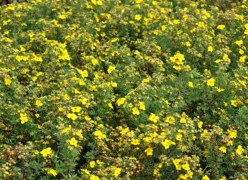 POTENTILLA GOLD FINGER