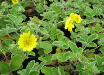 POTENTILLA GOLDEN STARLIT
