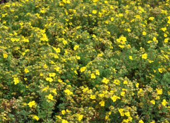 POTENTILLA GOLDFINGER
