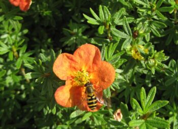 POTENTILLA RED ACE