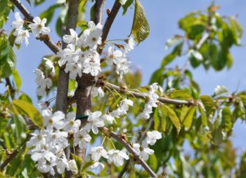 PRUNUS AVIUM