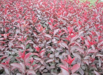 PRUNUS CISTENA