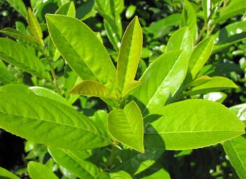 PRUNUS LAUR. NOVITA 125-150