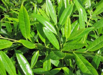 PRUNUS LAURO. ZABELIANA