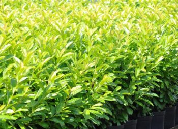 PRUNUS LAUROCERASUS