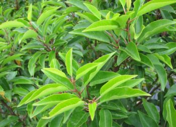 PRUNUS LUSITANICA 90-120