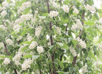 PRUNUS PADUS WATERERI 12-14
