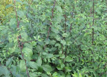 PRUNUS SPINOSA