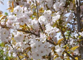 PRUNUS SUNSET BOULEVARD 12-14