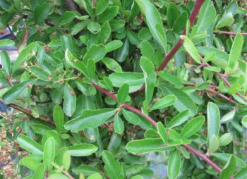 PYRACANTHA ORANGE CHARMER
