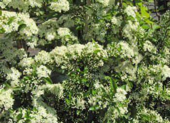 PYRACANTHA SOL D'OR