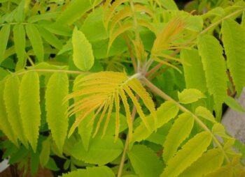 RHUS TIGER EYES