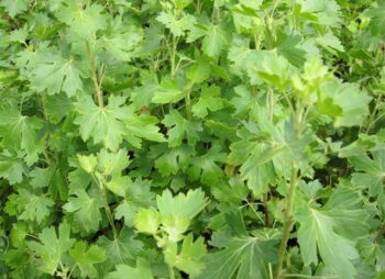 RIBES ALPINUM