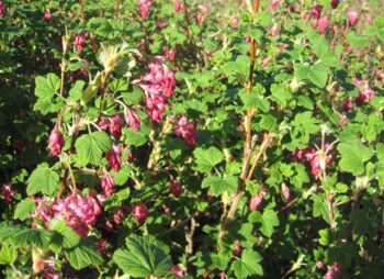 RIBES SANGUINEUM