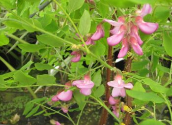 ROBINIA HISPIDA
