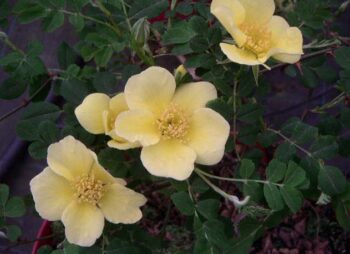 ROSA CANARY BIRD