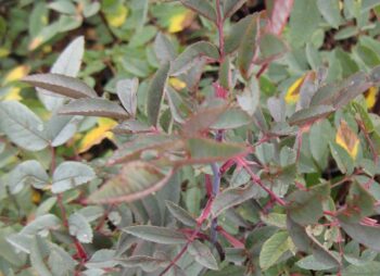 ROSA RUBRIFOLIA