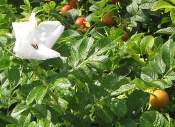 ROSA RUGOSA ALBA