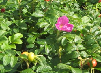 ROSA RUGOSA