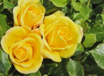 ROSA SHOWMEE SUNSHINE