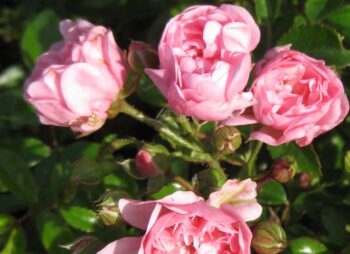 ROSA THE FAIRY