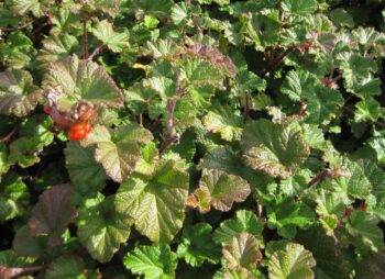 RUBUS BETTY ASHBURNER