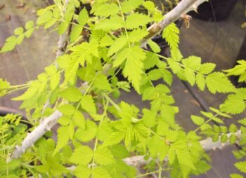 RUBUS GOLDEN VALE