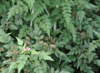 RUBUS SILVER FERN