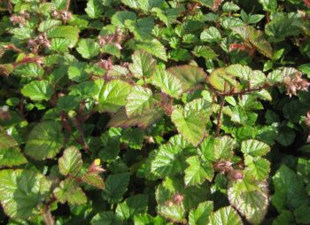 RUBUS TRICOLOR