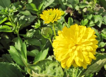 RUDBECKIA LAC. GOLDQUELLE
