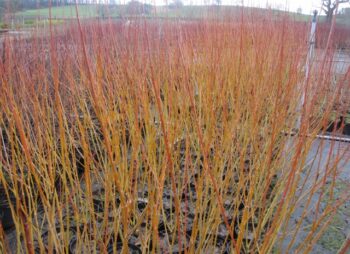 SALIX CHERMASINA