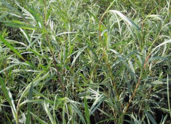 SALIX EXIGUA