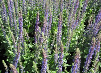 SALVIA NEM. OSTFRIESLAND