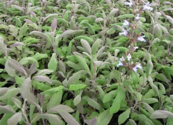 SALVIA OFF. PURPURESCENS