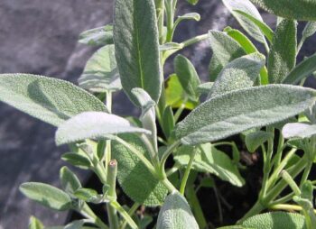 SALVIA OFFICINALIS