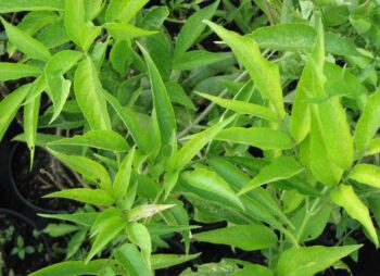 SAMBUCUS NIGRA AUREA