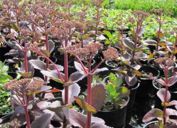 SEDUM MATRONA