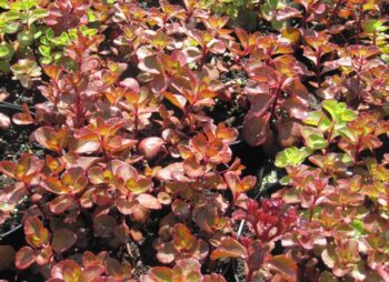 SEDUM SPUR. VOODOO