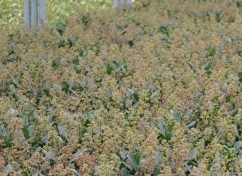 skimmia-japonica-rubella