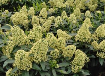 SKIMMIA x CON. KEW GREEN