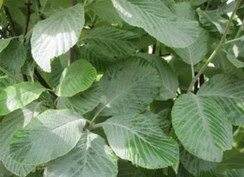 SORBUS ARIA LUTESCENS 8-10