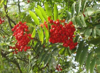 SORBUS AUCUPARIA