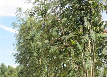 SORBUS SHEERWATER SDLG 12-14