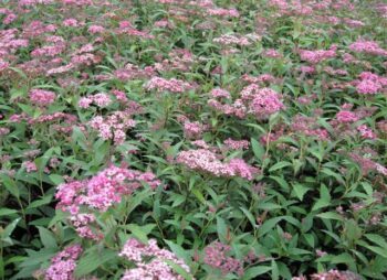 SPIRAEA ANTHONY WATERER