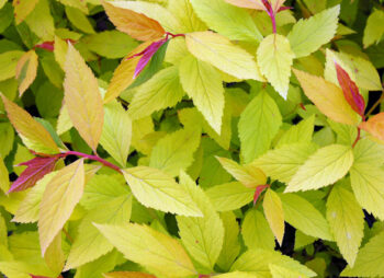 SPIRAEA GOLD FLAME