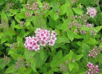 SPIRAEA LITTLE PRINCESS